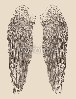 angel wings illustration, engraved style