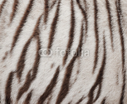 Fototapety white bengal tiger fur