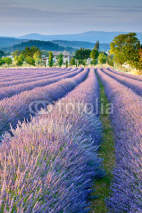 Obrazy i plakaty Lavender field in Provence