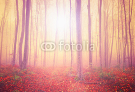 Mystic light forest