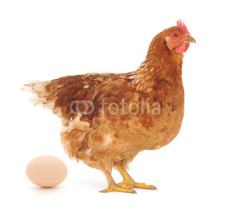 Fototapety Hen and Egg