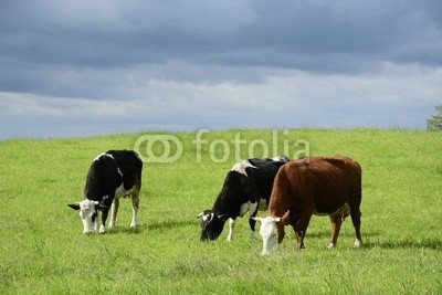 Beautiful cows on a green field