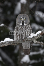 Fototapety Great-grey owl, Strix nebulosa