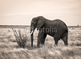 Naklejki Lone elephant in sepia with bush