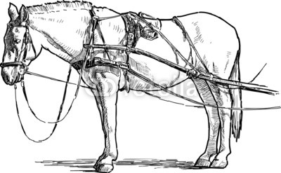 white horse in harness