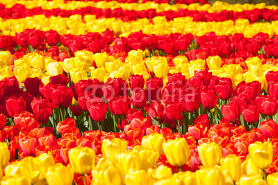 Rows of red and yellow tulips