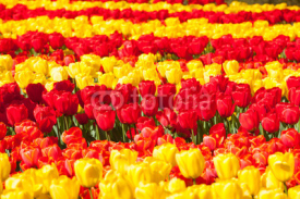 Naklejki Rows of red and yellow tulips