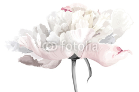 Fototapety White peony flower