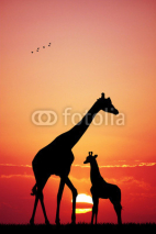Naklejki giraffe at sunset