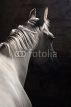 Naklejki Pure spanish Andalusian horse , PRE, with a cropped mane