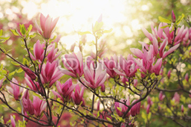Naklejki pink magnolia