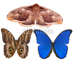 Obrazy i plakaty three large butterflies on white