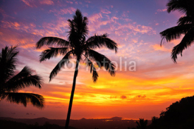 Fototapety palm trees on the background of a beautiful sunset