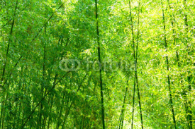 Obrazy i plakaty Phyllostachys bambusoides, Poaceae, edible, Japan