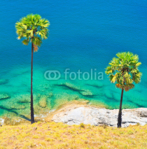Fototapety Sugar palm on Phuket island of Thailand