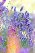 Naklejki Beautiful lavender in my flower garden