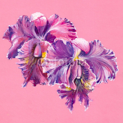 Purple orchid isolated on pink background.Watercolors