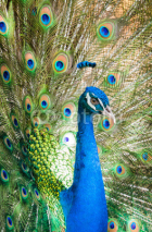 Naklejki Peacock showing his beautiful feathers
