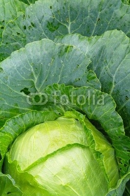 Cabbage, growing in the garden, the Tambov region