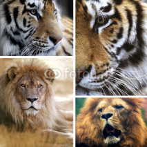 Naklejki Big cats collage