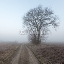 A country road in the fog