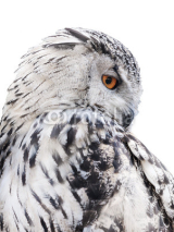 Naklejki isolated black and white owl