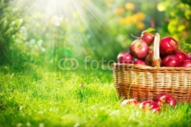 Naklejki Organic Apples in the Basket. Orchard. Garden