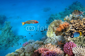 Fototapety Photo of a coral colony