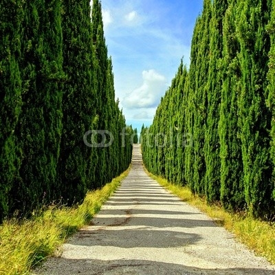 Long cypress lined street in Tuscany, Italy