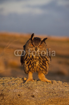 Naklejki European Eagle Owl