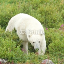 Naklejki Polar Bear sniffing in the grass 1