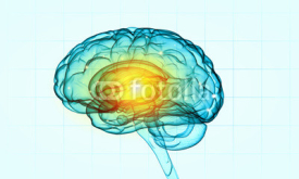 Fototapety Human brain
