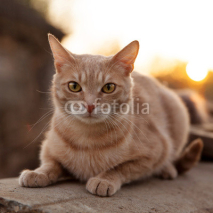 Fototapety Redhead cat lies and stares at us