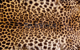 Naklejki Real Leopard Skin