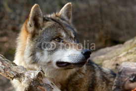 Naklejki Grey Wolf - Canis Lupus