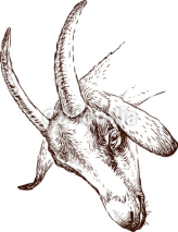 Naklejki head of a goat