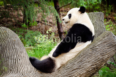Giant panda resting on log