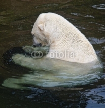 Naklejki Polar Bear
