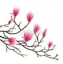 Naklejki magnolia blossom