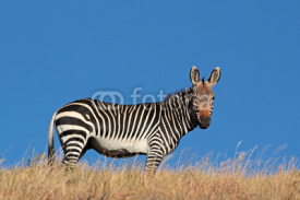 Obrazy i plakaty Cape Mountain Zebra