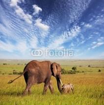 Naklejki Elephant