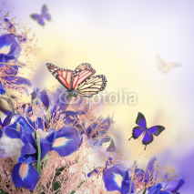 Fototapety Bouquet of blue irises, white flowers and butterfly