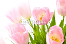 Naklejki Bunch of pink tulips