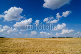 Naklejki harvest ready farm field with blue sky