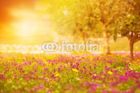 Obrazy i plakaty Beautiful sunset on floral field