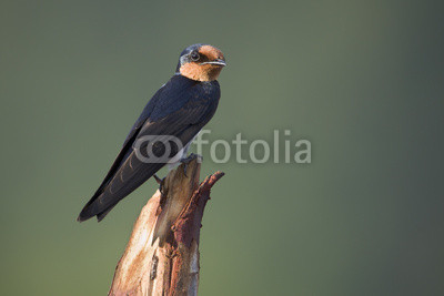 close-up of  Pacific swallow bird isolated in green background