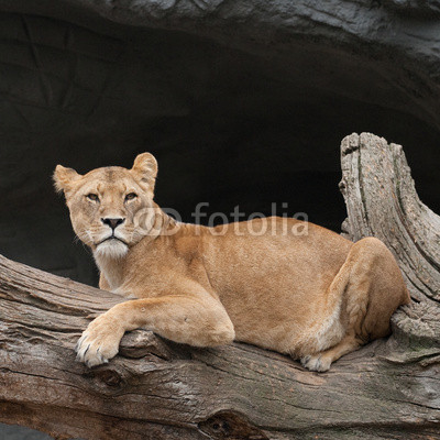 Lioness on a tree trunk
