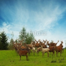 Fototapety Deer flock in natural habitat