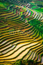 Fototapety Rice fields on terraces in vietnam
