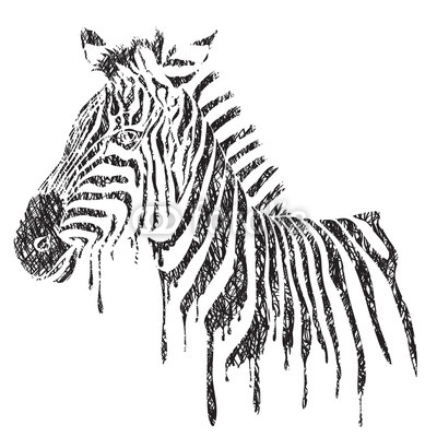 Zebra - vector black and white illustration, sketch